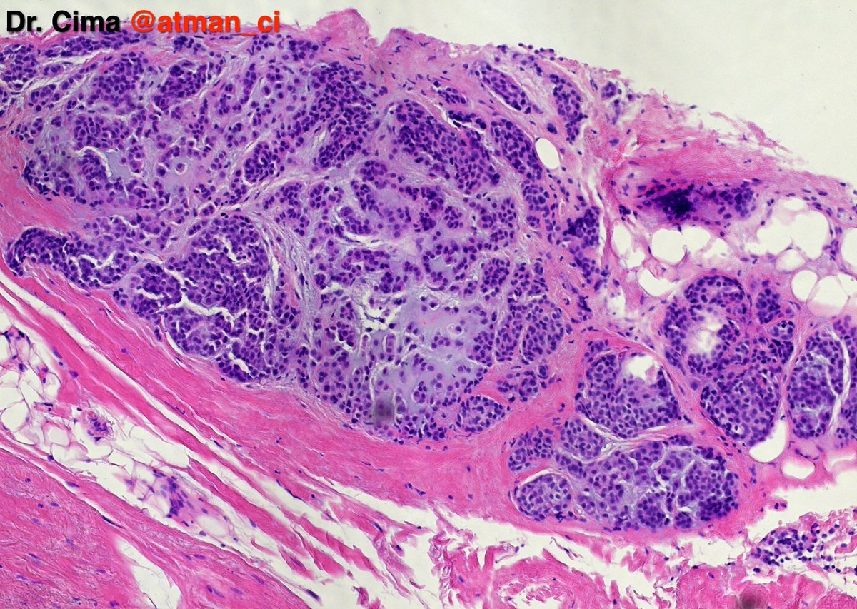 Dr. Luca tweet media