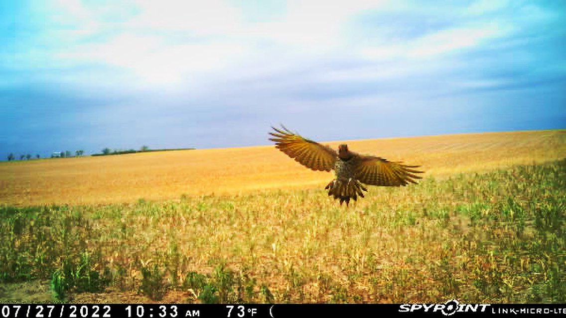 What’s the craziest things you’ve captured on your trail cam? 🦅 
.
.
📸 Tim Berges 
@SpypointCamera #fallobsession #fallobsessed #trailcam #trailcamera #trailcams #trailcameras #trailcamology #eagle #hawk #spypoint #spypointtrailcameras #spypointcameras #whyispypoint