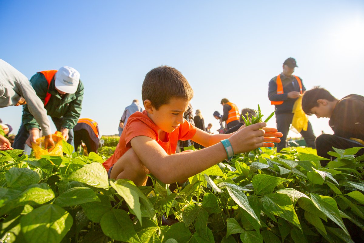 Oogst je eigen groenten. Zaterdag 3 september kan het (weer) bij De Lelytadse Boer. Biologische uien, aardappels, pompoenen, rode bieten en boontjes. Check: delelystadseboer.nl/oogst