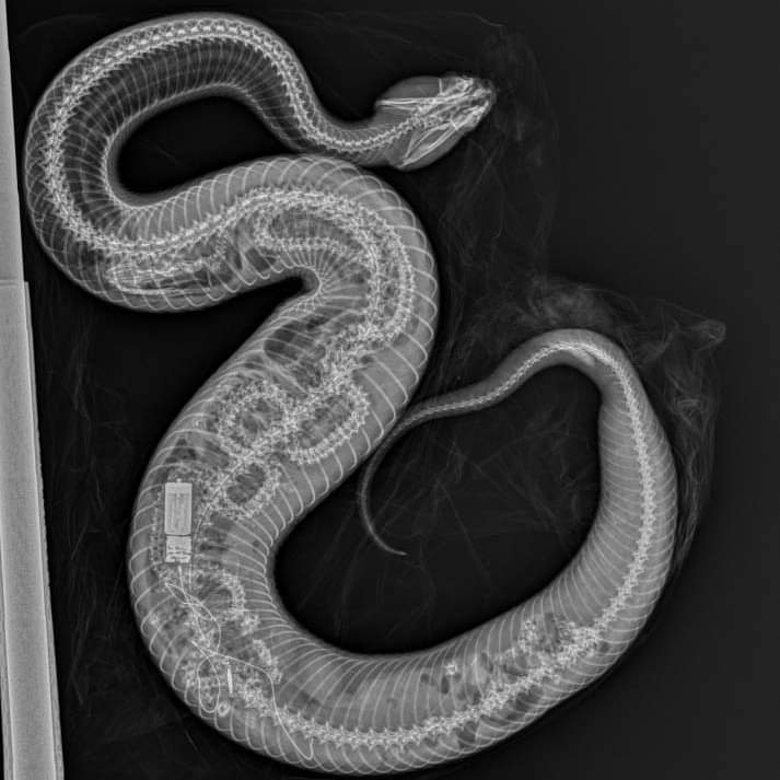 What is this?? 

A Florida cottonmouth that ate an invasive Burmese python that had been radiotagged for study! 💪🐍

Source: December 2021, Herpetological Review 52(4):860-862 by Ian Bartoszek et al.