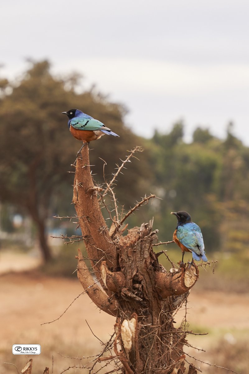 RikkysWild's tweet photo. I took a stroll along the railway line and found these two birds sitting on a stump.

Shot at ISO 400, f/3.2 at 70mm with the #SonyAlpha A7R3 + Sigma 24-70mm, f/2.8 for #Sony E.

Close ups coming up.

Follow @mwaraniagm to know how it was shot and edited. https://t.co/xfDrY6UnGQ