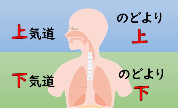 【定期】RSウイルス感染症が増えています。
RSウイルスは、典型的には鼻汁や発熱がはじまって数日してから『一部の』お子さんの下気道に炎症が進む場合があります。中耳炎にも注意が必要です。
典型的な経過を覚えておくと何かにお役に立つかもしれません。
ご参考まで…😌
https://t.co/8JftQfSE2f 