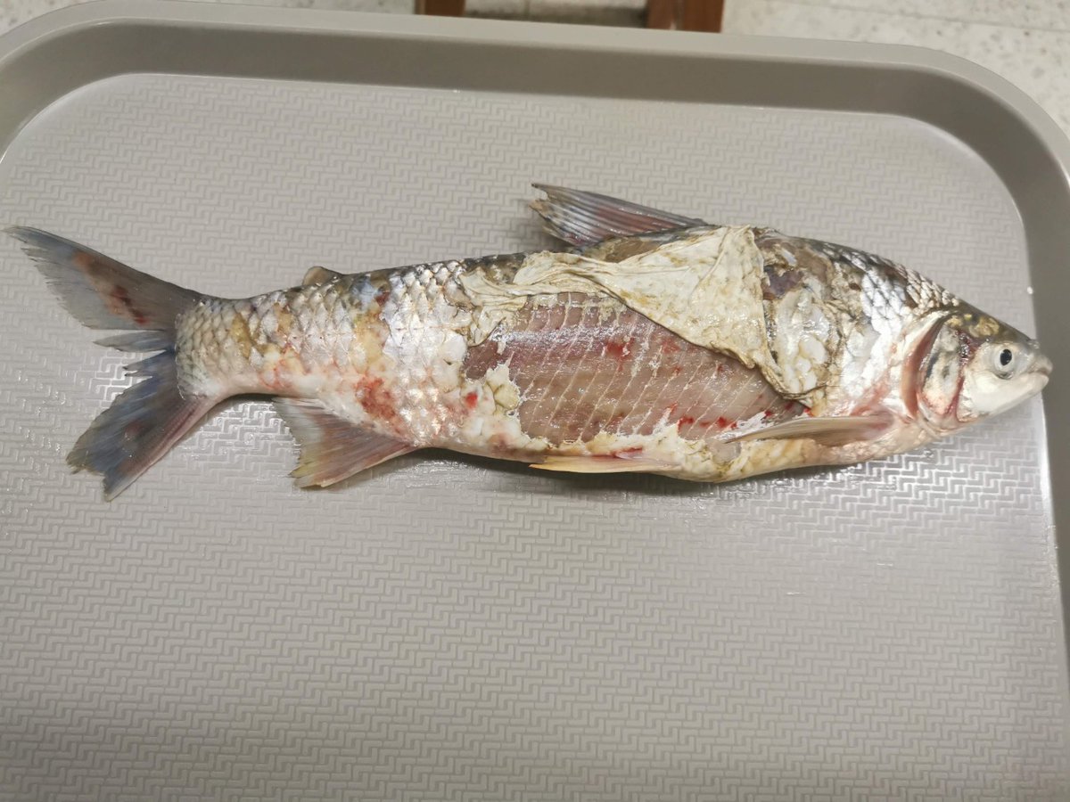 En el Bajo Cauca, las comunidades empezaron a encontrar peces como los de las fotos: amarillentos y lacerados. También, en el embalse de Hidroituango veían peces "borrachos".
Peces que hacían parte de su dieta.
¿Qué encontraron los investigadores? 👇
elespectador.com/ambiente/blog-…