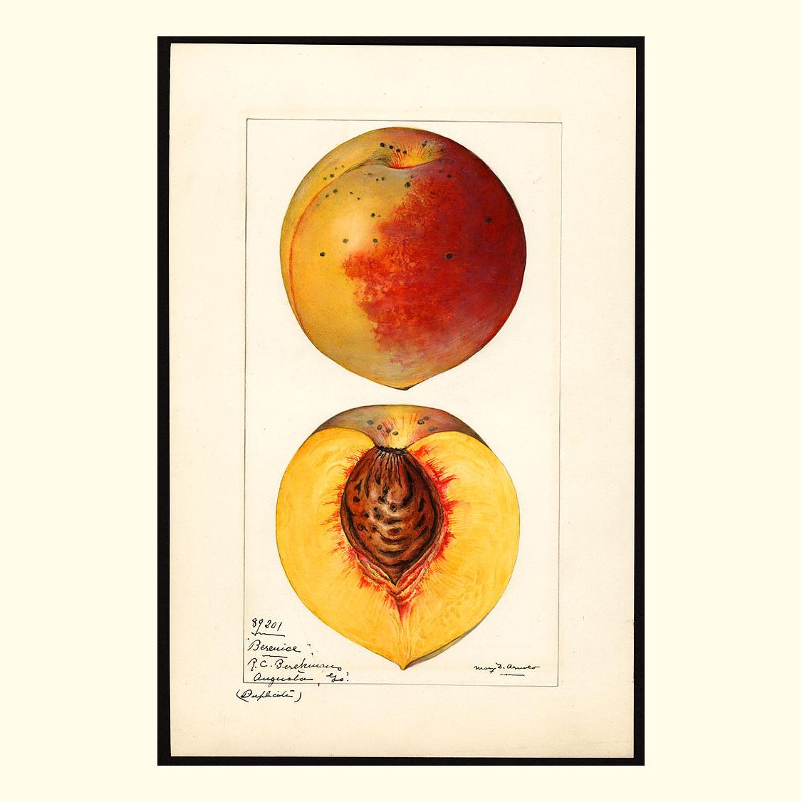 pomological's tweet photo. berenice peaches, painted by mary daisy arnold https://t.co/xp9ZsToXuM