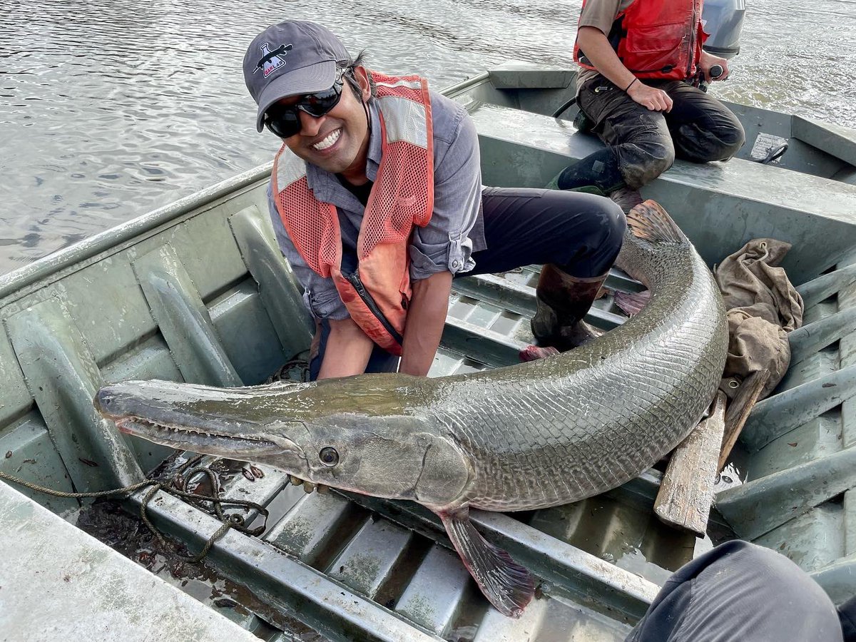 SolomonRDavid's tweet image. Beastly +7 foot long Alligator Gar! Caught, tagged, released with @USFWSFisheries 

📷@SallmannC #GarLab
