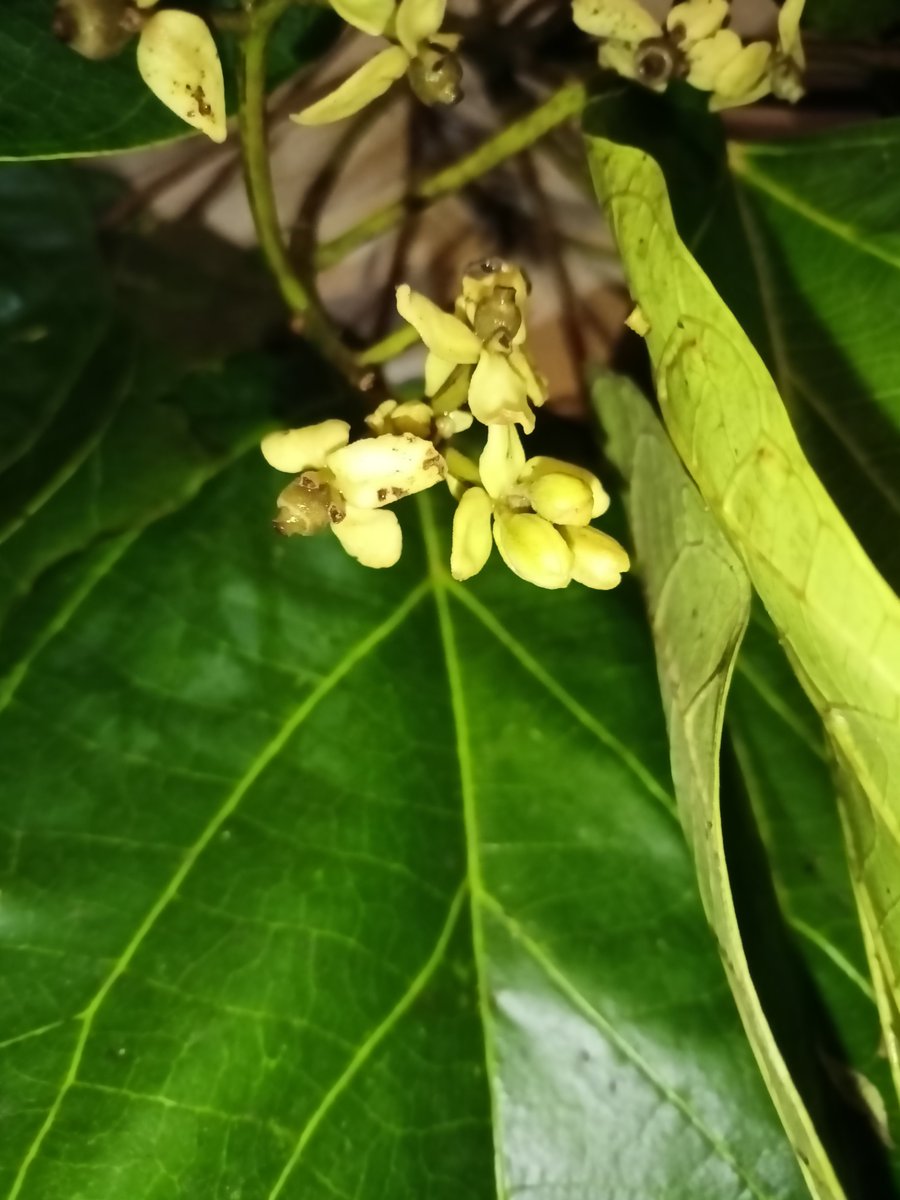 alexmonro's tweet photo. #Hernandia stenura (#Hernandiaceae) #DA10296 tree collected in #Angucuana Mountains #CostaRica with #DanielSantamariaAguilar in June 2022 with prominent #nectaries at the base of the ovule @KewAmericas https://t.co/wCO0MO5iuo