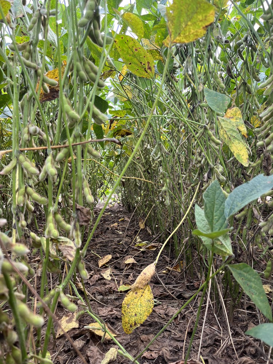 baldpathologist's tweet photo. Soybean target spot gets attention when the environment allows the disease to infect plant tissue in the lower-to-middle canopy. Clearly we don’t know everything about this fungus based on symptom expression appearing to differ by cultivar @MSSoybean #mscrops @soydisease https://t.co/7HQfz99m7p