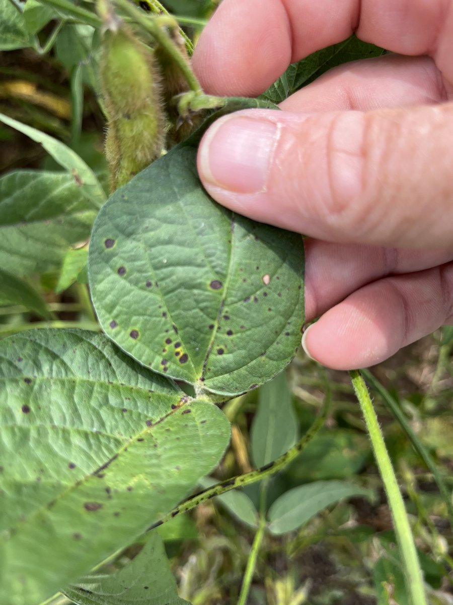baldpathologist's tweet photo. Soybean target spot gets attention when the environment allows the disease to infect plant tissue in the lower-to-middle canopy. Clearly we don’t know everything about this fungus based on symptom expression appearing to differ by cultivar @MSSoybean #mscrops @soydisease https://t.co/7HQfz99m7p
