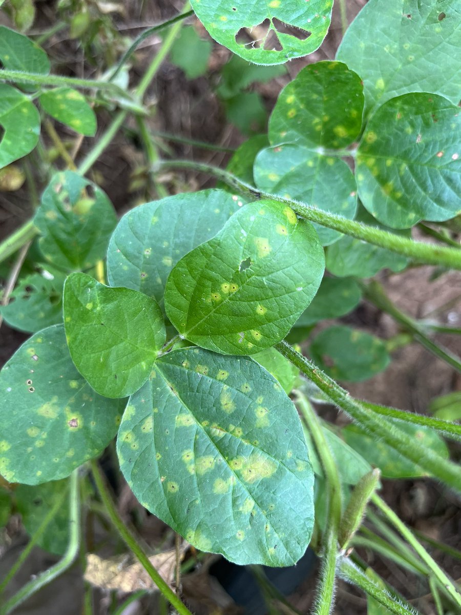 baldpathologist's tweet photo. Soybean target spot gets attention when the environment allows the disease to infect plant tissue in the lower-to-middle canopy. Clearly we don’t know everything about this fungus based on symptom expression appearing to differ by cultivar @MSSoybean #mscrops @soydisease https://t.co/7HQfz99m7p