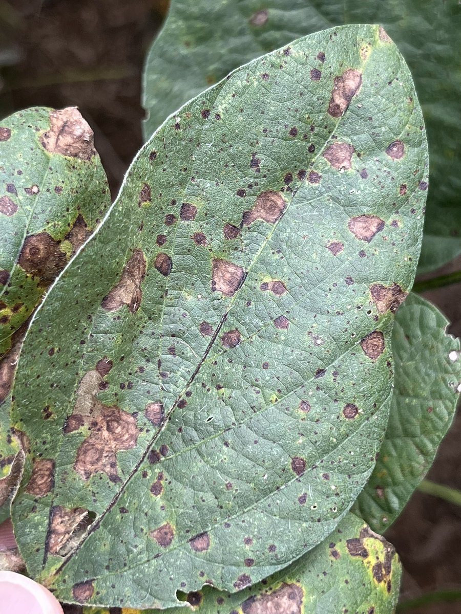 baldpathologist's tweet photo. Soybean target spot gets attention when the environment allows the disease to infect plant tissue in the lower-to-middle canopy. Clearly we don’t know everything about this fungus based on symptom expression appearing to differ by cultivar @MSSoybean #mscrops @soydisease https://t.co/7HQfz99m7p