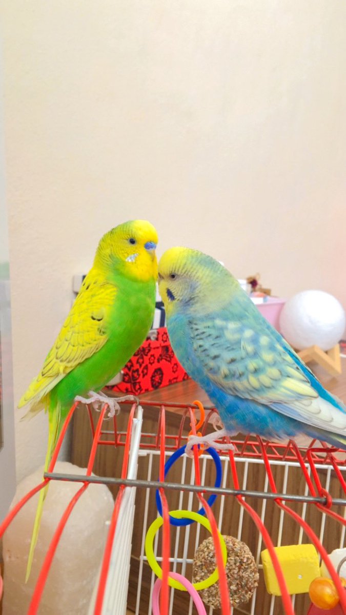 🚨 ACİL 🚨 KUŞLARIM EVDEN KAÇTI İKİSİDE ÜRKEK DIŞARDA YAPAMAZLAR İSİMLERİYLE ÇAĞIRDIĞINIZDA GELİRLER LÜTFEN GÖRENLER ULAŞSIN LÜTFEN GEREKİRSE PARA ÖDÜLÜ VERECEĞİM!! İstanbul/Yenibosna Altınyıldız sitelerinde kayboldular yardım edin😭