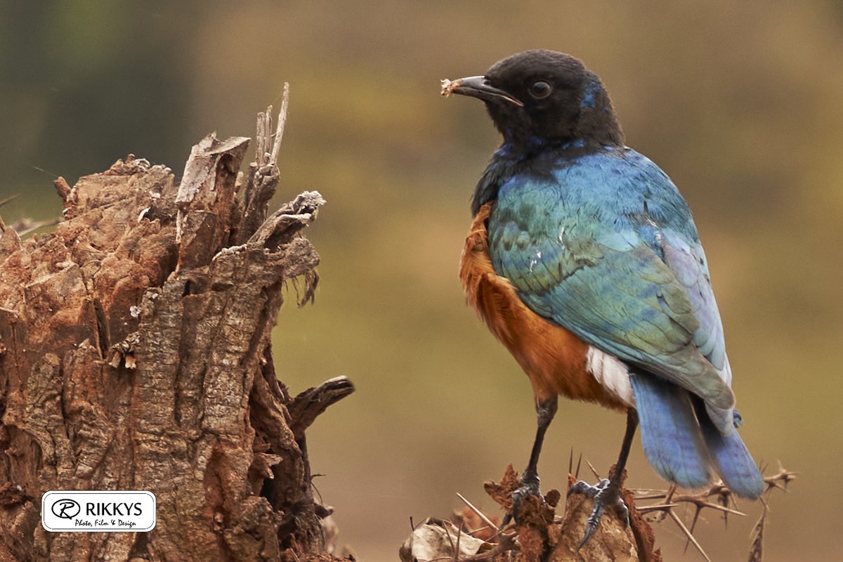 RikkysWild's tweet photo. Yet to identify this bird. Please write down the name in the comments if you know it.

Shot at ISO 400, f/3.2 at 70mm with the #SonyAlpha A7R3 + Sigma 24-70mm, f/2.8 for #Sony E.

Follow @mwaraniagm to know how it was shot and edited.

Pic 1 of 2 taken. https://t.co/FpJZNJAeCQ