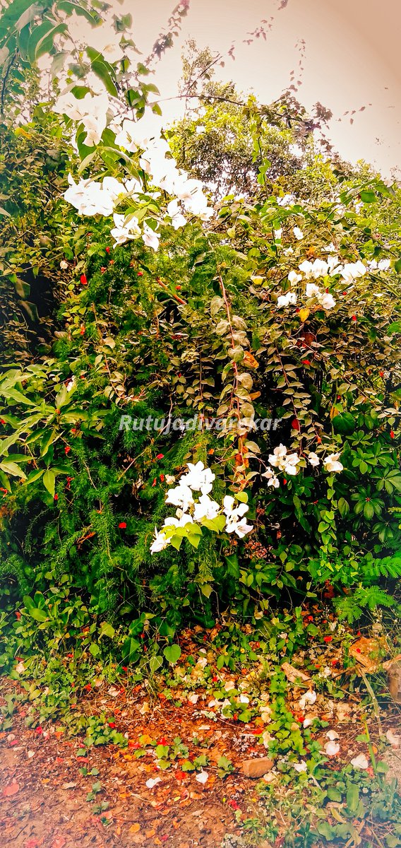 rutu_adi's tweet photo. Nevr bend ur head. Always hold it high. Luk the 🌏 straight in the face😊

#rutu_adivarekar
@rutu_adi

#nature #Heaven #Beautiful #mobilephotography #NaturePhotography #photography #Photo_Folio #PhotoOfTheDay
#Explore #likesforlike #explorepage #naturephotoshoot📸
#Flowers https://t.co/d0zhJhLvhV
