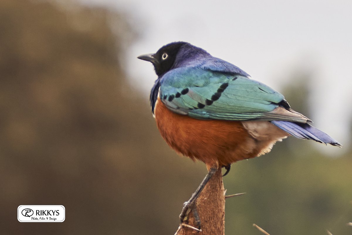 RikkysWild's tweet photo. Still yet to identify this bird. Please write down the name in the comments if you know it.

Shot at ISO 400, f/3.2 at 70mm with the #SonyAlpha A7R3 + Sigma 24-70mm, f/2.8 for #Sony E.

Follow @mwaraniagm to know how it was shot and edited.

Pic 2 of 2 taken. https://t.co/KJiMCPPC2n
