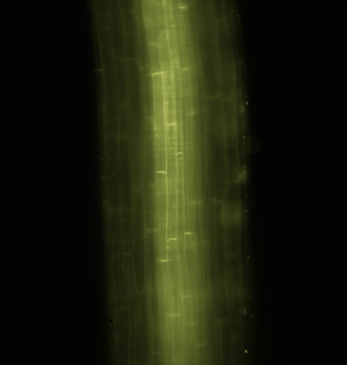 We’re hiring a postdoctoral or research scientist to join our collaborative team working toward improving crop performance by manipulating root system architecture. Details here: tinyurl.com/37vwpsee