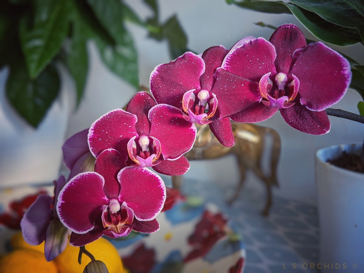 Lindsey💙 🇺🇦 tweet media