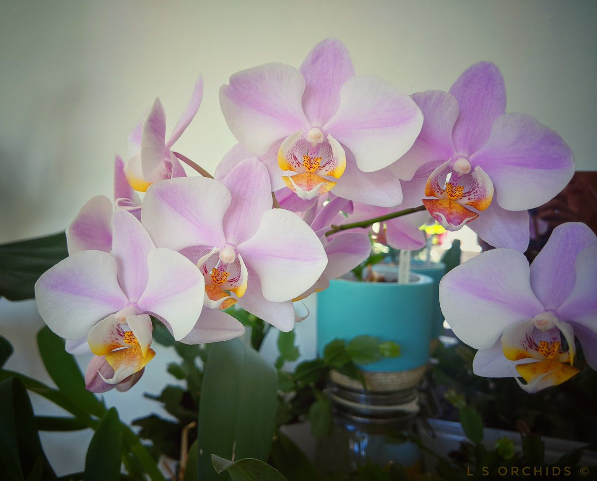 Lindsey💙 🇺🇦 tweet media