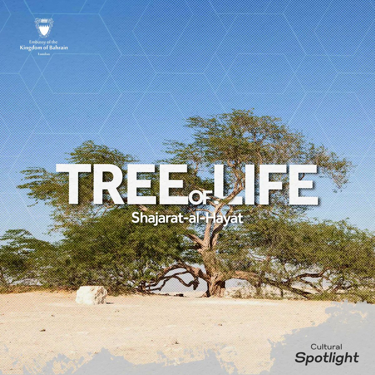 #CulturalSpotlight I The Tree of Life or Shajarat- Al Hayat, as it is called in Arabic, is a marvel in the desert of #Bahrain. It's famous for surviving for over 100 years despite the extreme heat and the lack of water sources around the area.

@tourismbh

bit.ly/3Q5fvUY