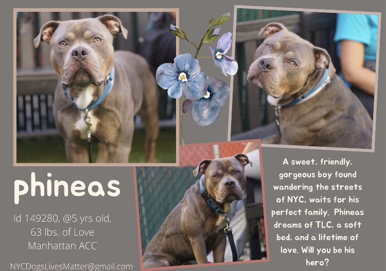 A kind friend has just offered a $400 stipend for Phineas, to help this smiling good dog safely out of @NYCACC @TomJumboGrumbo @NMBewitched @ckarr2 @TAPNYACC please add to his pledges 🙏 Help him. Apply to foster Phineas 149280 via prescreener link: nycacc.org/emergencyplace… RT