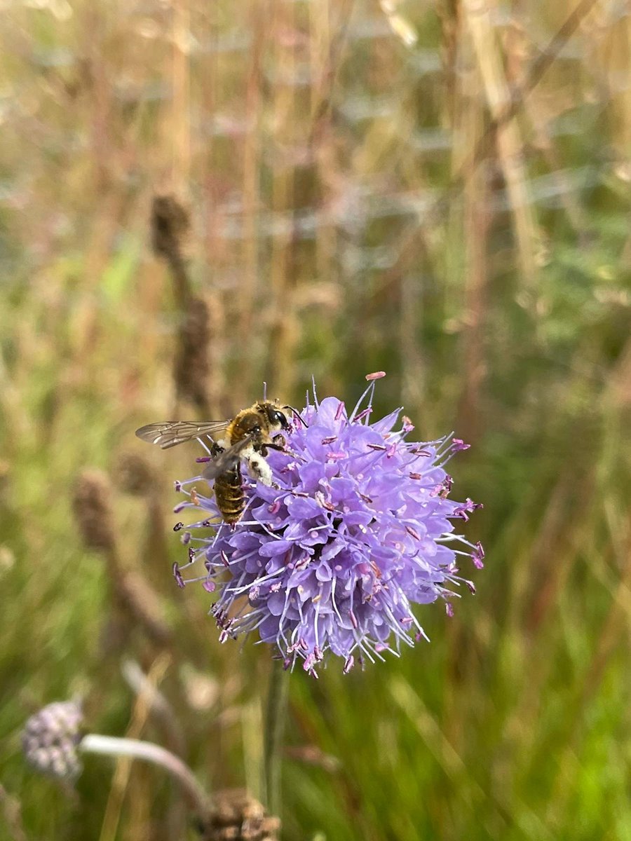 rzss's tweet photo. Meet one of Scotland's rarest bees, the small scabious mining bee 🐝

We are conducting surveys @HighlandWPark to establish the population size &amp; distance the bees travel around the park.

Our NEW BLOG talks more about our work with this tiny pollinator 👉 https://t.co/cW1OAMNJxw https://t.co/e8FuG3Ifnm