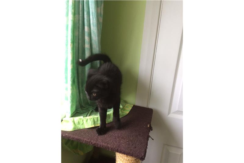 Tipsy is a real purr machine! She's a confident, happy kitten who loves company &amp; fuss. She's ready for her new. We think she would be ok to live with a cat friendly  dog, and/or children, but not another cat. As you can see from her photo's she doesn't sit still!