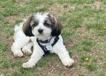 Kpbayus's tweet photo. @DollJayme wondering if you could present other side of story re proposed dog breeding facility north of Calgary. Hundreds very happy adopters have written in support of application. Baby Barks is incredible facility. Owner has invited Global Calgary to visit. Hope you go! https://t.co/feJwkoDDaE