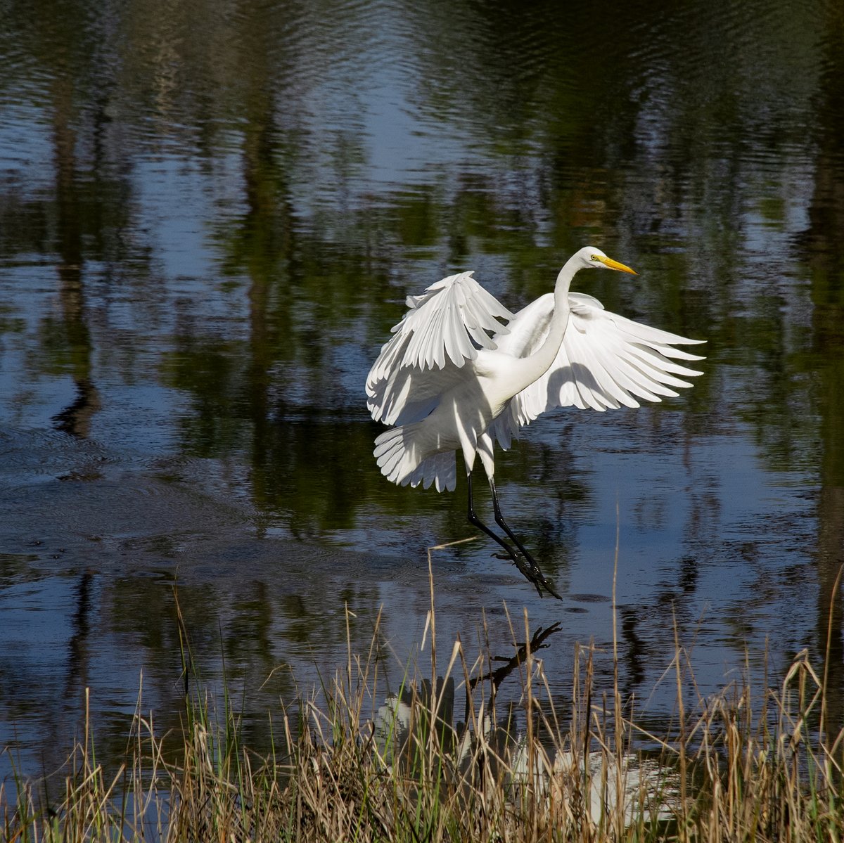NCAquariumatPKS's tweet photo. Soaring into the weekend like a great egret!
Egrets and herons can be seen in the marsh at the Aquarium in the summer and winter months. They feed on the fish found in the shallow waters of estuaries.
#NoEgrets #BringOnTheWeekend #FridayFeeling https://t.co/eYczHeU7RK