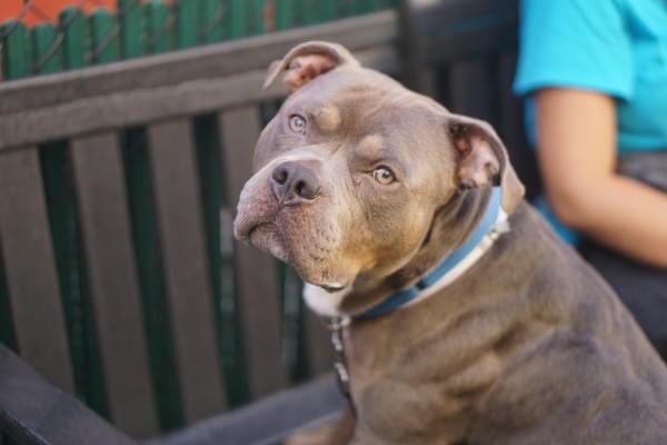 Keith Olbermann's Dogs tweet media