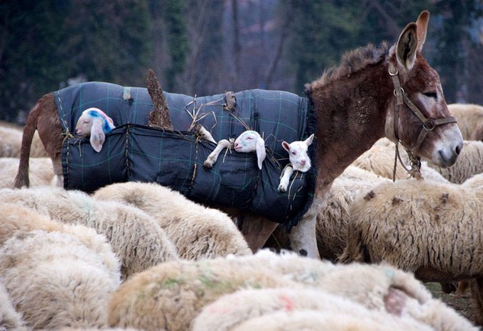 Just found out about donkey nannies, which are donkeys used to carry newborn lambs down the mountains for seasonal grazing.