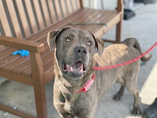 💔Bluestone💔 #NYCACC #149331 4y ▪️To Be Killed: 8/20💉 Rescued from burning bldg +victim of neglect! Adopted for 5D, 0 time 2 decompress! Thrown in w 2🐕, that he gladly played w! After all been thru, course anxious! Needs loving, calm, N.East #Foster 2 heal. #pledge 💞Bluestone