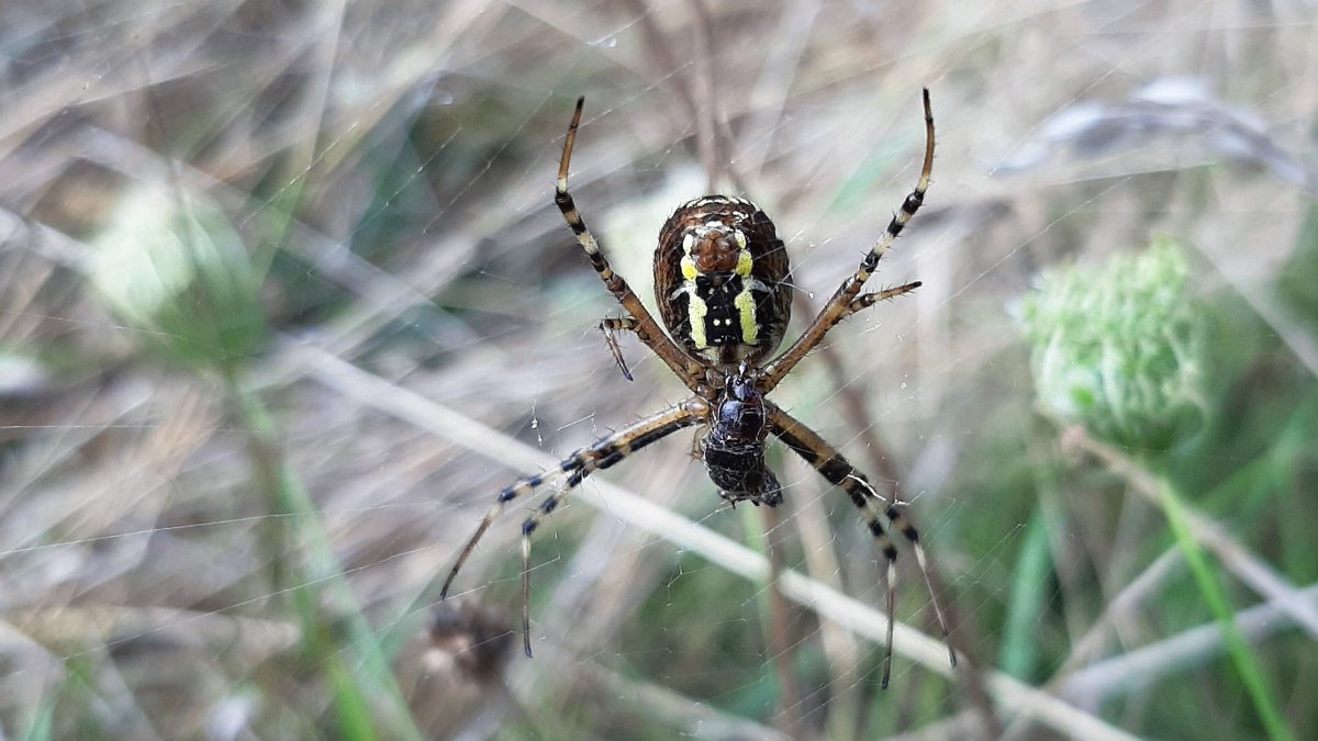 inja5248's tweet photo. #wespspin 🕷️boven-en onderkant 
bezig met 'n snack ontspannen hangend in z'n 🕸️web tussen de wilde peen
ik was afgestapt 🚴‍♀️ om 'n reiger te spotten maar deze spin trok mijn aandacht...reiger gevlogen ☺️
in 't #Sweeltje @Limb_Landschap 💚
@NatureTodayNL @Roots_NL @insectmigration https://t.co/aflaGWFIiY