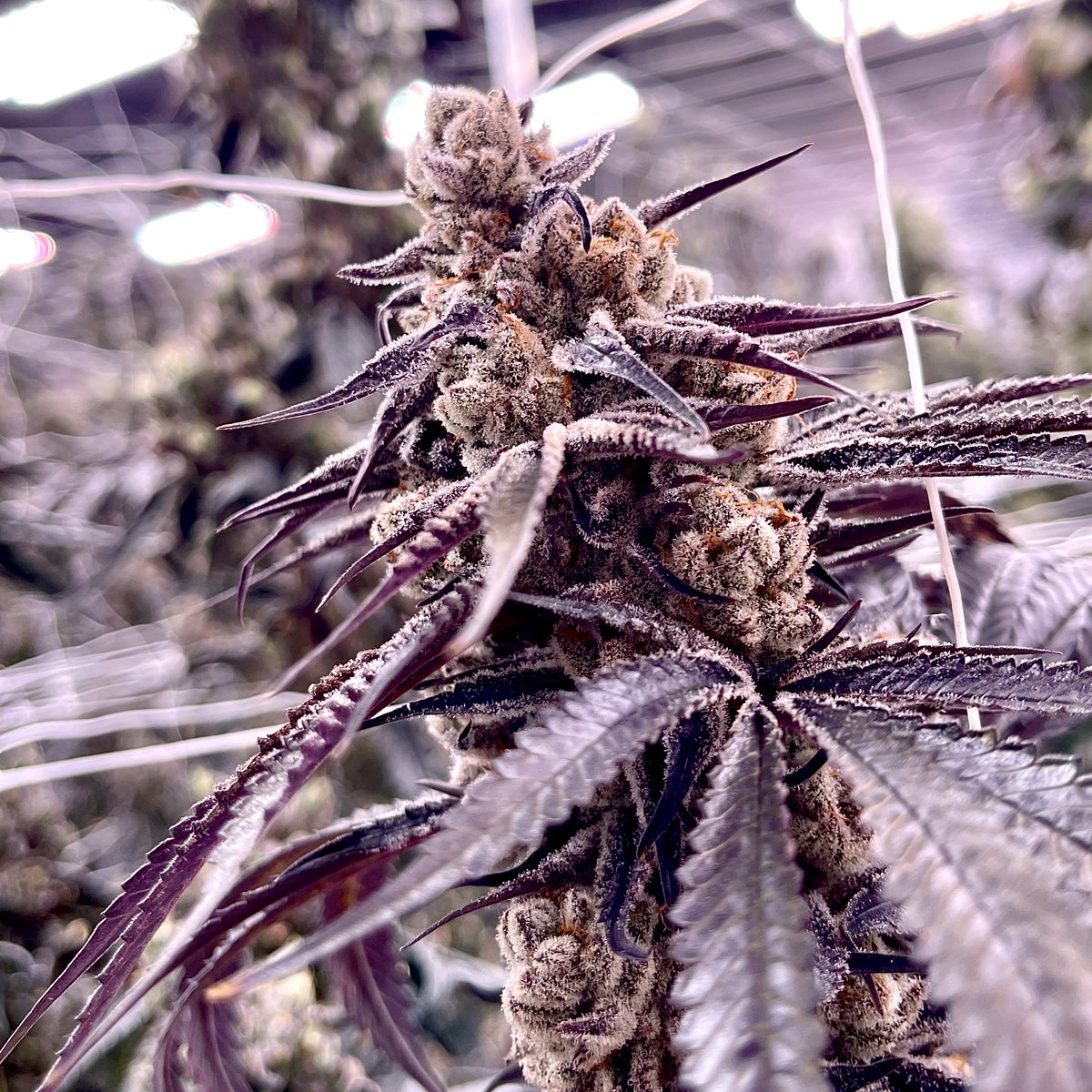 A little Grape Jealousy  grown to perfection under the new #tsl800 1:1 replacements by our good friends over 
<a href="/highcaliber_ca/">High Caliber Inc.</a>
 Contact us if you are ready to make the switch to over LED! 909-972-8419 sales@growersc.com #growerschoiceleds #growerschoicelighting #CannabisCommunity