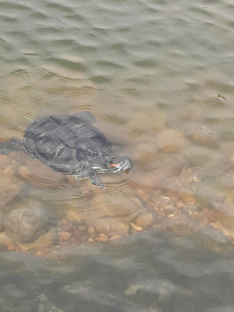 veiteeem's tweet photo. не знаю как у вас прошел день, но держите черепашек в пруду🐢 https://t.co/fg31RjWEFh