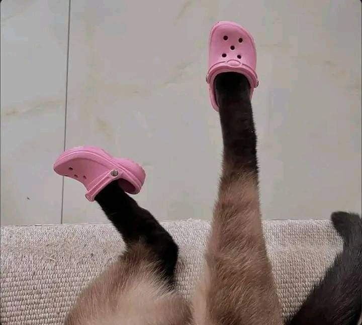 little animals that are very small tweet media