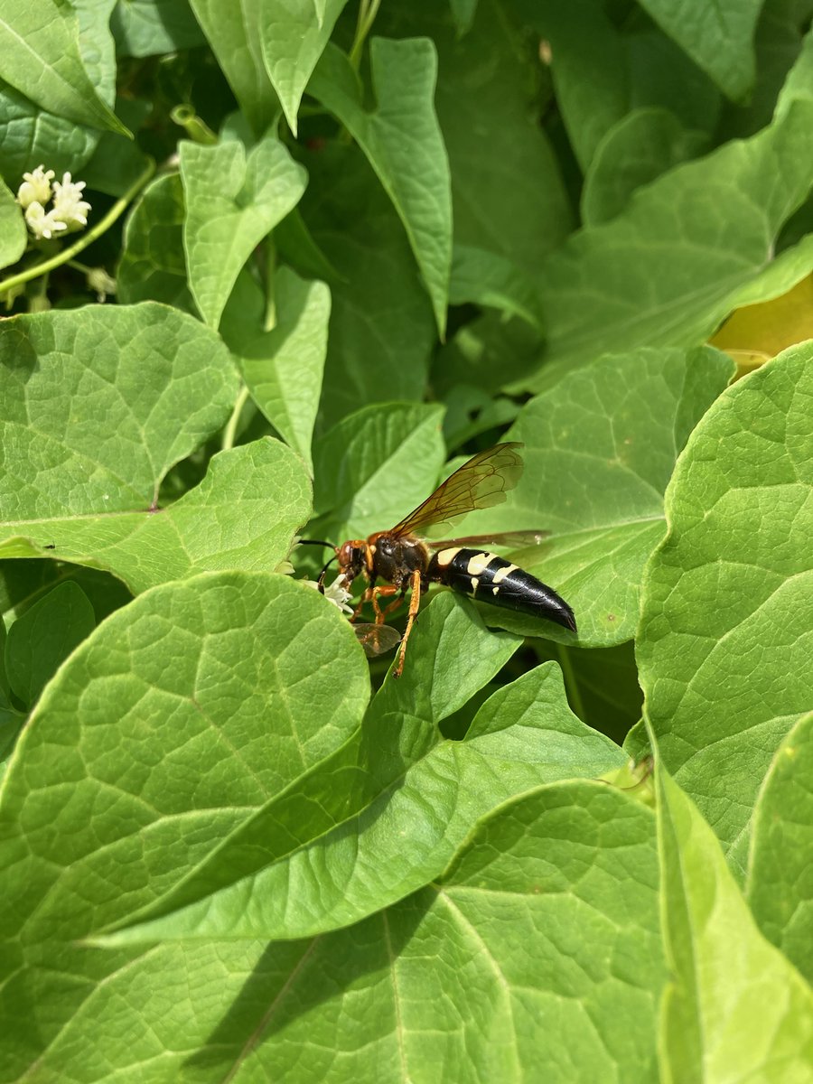 jommorin's tweet photo. @crevicedwelling so that's who's been on the honeyvine! i also love the pattern and texture of their abdomen https://t.co/9AtV3pfdUi