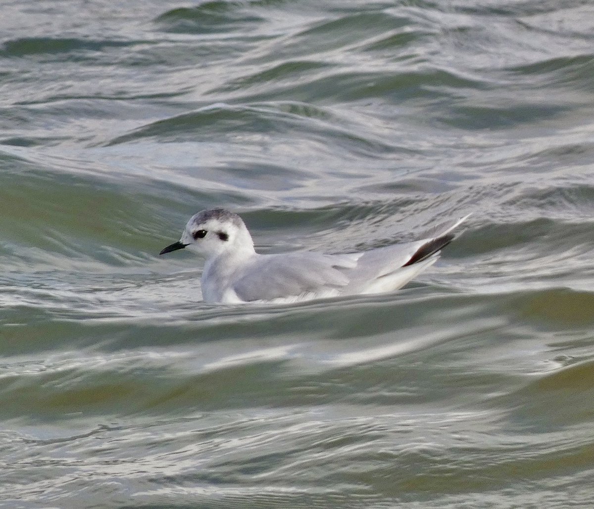 A Little Gull gently riding the Little Waves at Ness Point,Lowestoft this evening #lowestoft #littlegull #birding #suffolkbirds