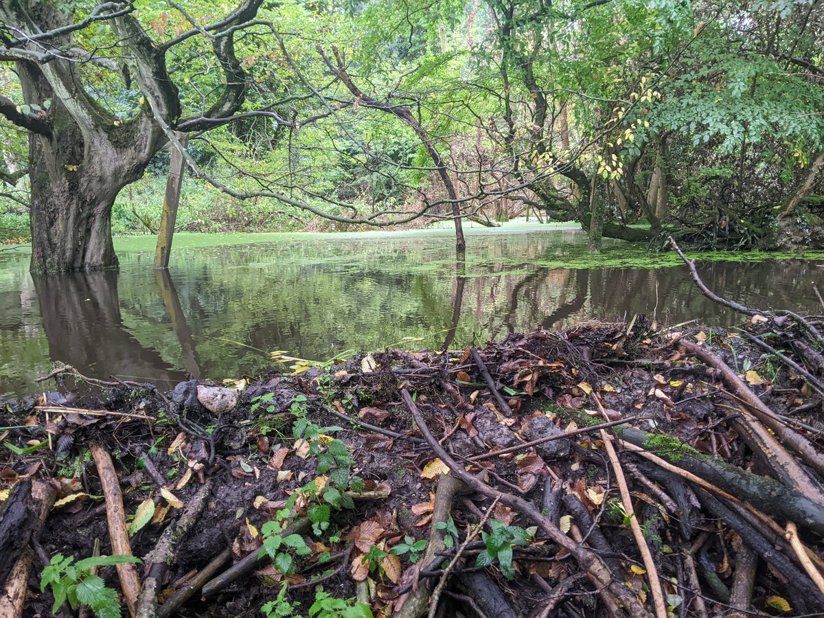 2 animals did this in the middle of one of the worst #droughts on record. No machines, no disturbance, no diesel or fuel,  just 2 pairs of hefty incisors and engineering skills to rival the world's best civil engineers. #Beavers #nature #FabulousFriday #NatureBasedSolutions