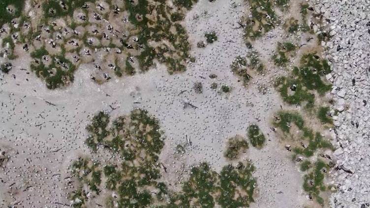 Waterbird Society tweet media