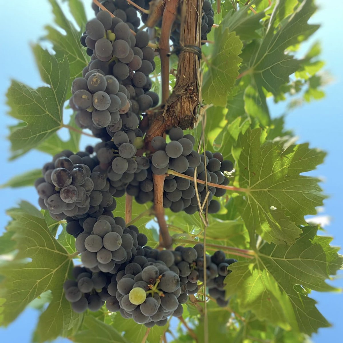 🌱 Diaries of a Vineyard 🌱
Never before have the leaves been more crucial than this year, their presence protecting the bunches from the sun's heat, allowing ripening to proceed perfectly... next stop harvest!🔜🍇