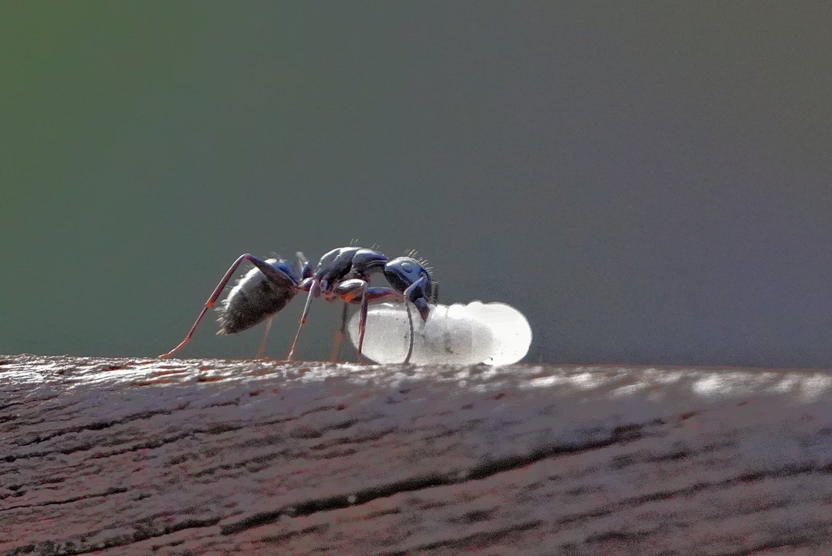 mkgray's tweet photo. We had a flower pot fall off a railing outside and shatter. Yesterday evening I saw a sparse line (every 3 feet) of garden ants marching along the railing holding what looked like grains of rice, but were pupae being relocated from the shattered pot to a different flower pot! https://t.co/yBncQL0Boa