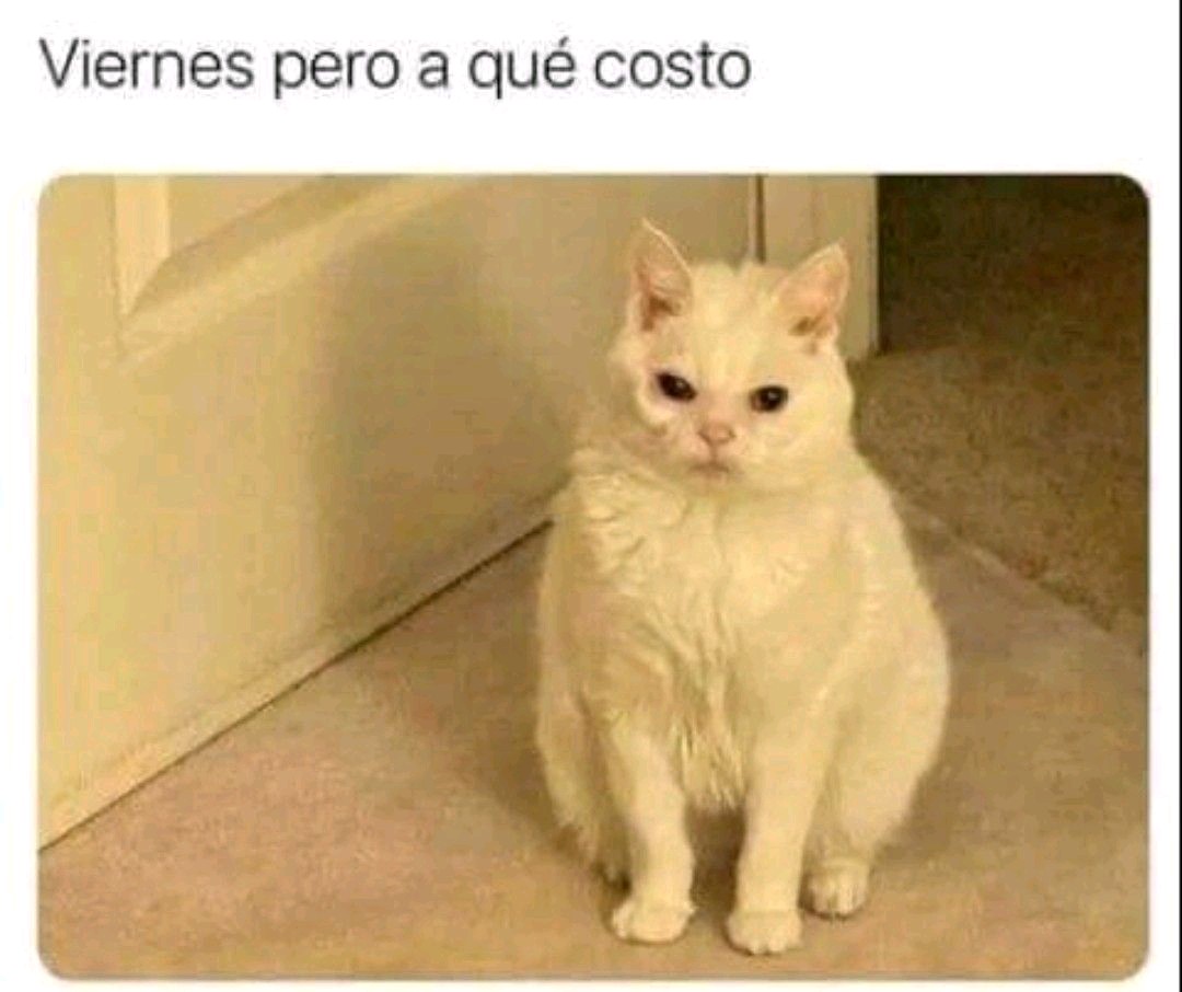 Luisina tweet media