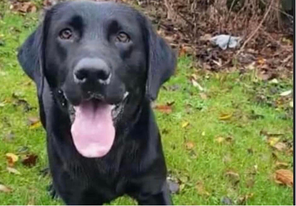 Police are appealing for information following the theft of a dog in Glasgow City Centre. 

The dog, a black Labrador, was reported stolen from outside a premises on Hope Street, Glasgow, around 7.50pm on Saturday, 13 August, 2022. 

ow.ly/kOzH50KnZ89