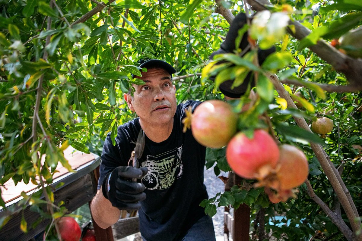 One of our champion LDC teachers 'He turned his weed-filled yard into a low-water jungle of fruit trees' buff.ly/3dwbASS @latimes @laschools @francesbaez10