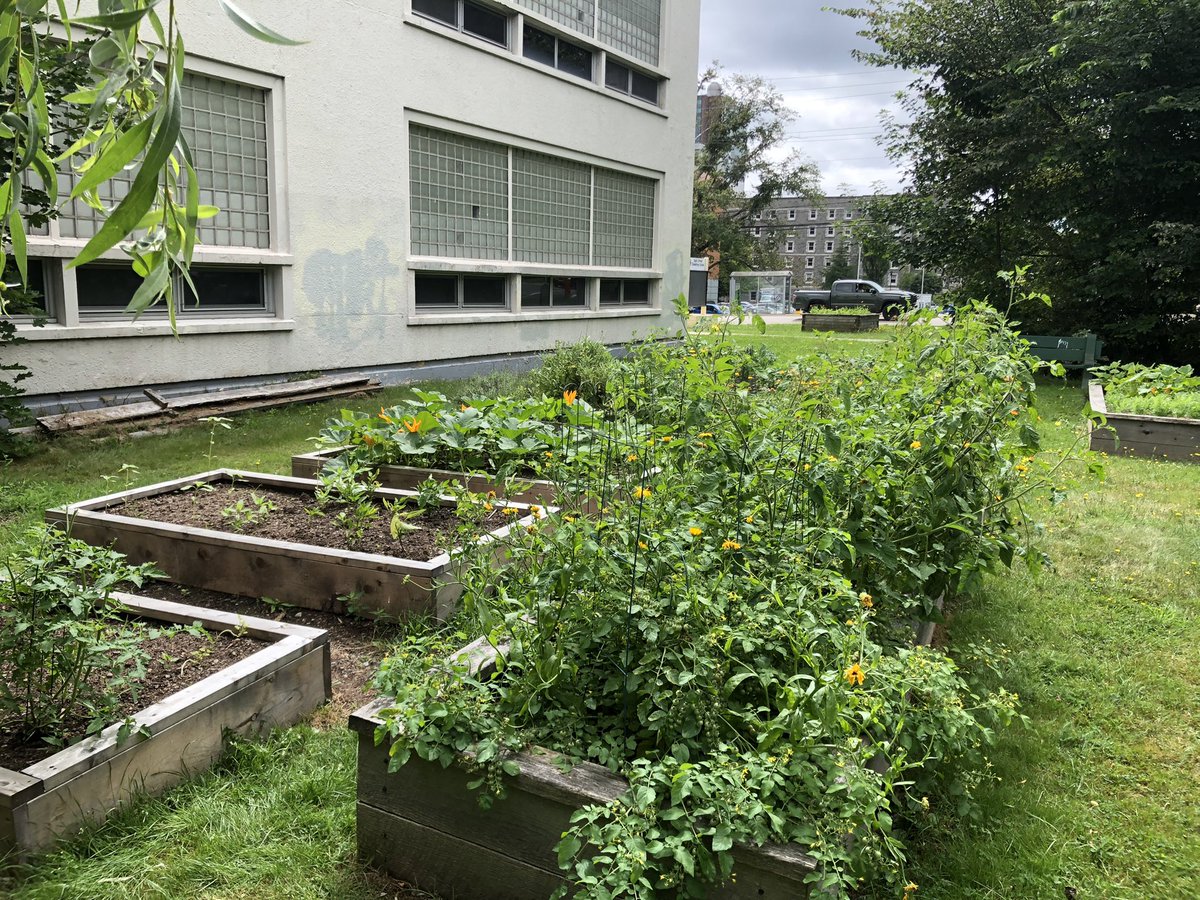 Stopped by to see <a href="/ISEShrsb/">InglisStreetSchool</a> school garden today.  So happy to see the garden still active, and providing so many learning opportunities for students! 👩‍🌾🧑‍🌾🥦🥒🥕🥔<a href="/InglisVp/">Inglis VP</a> <a href="/NourishNS/">Nourish NS</a>