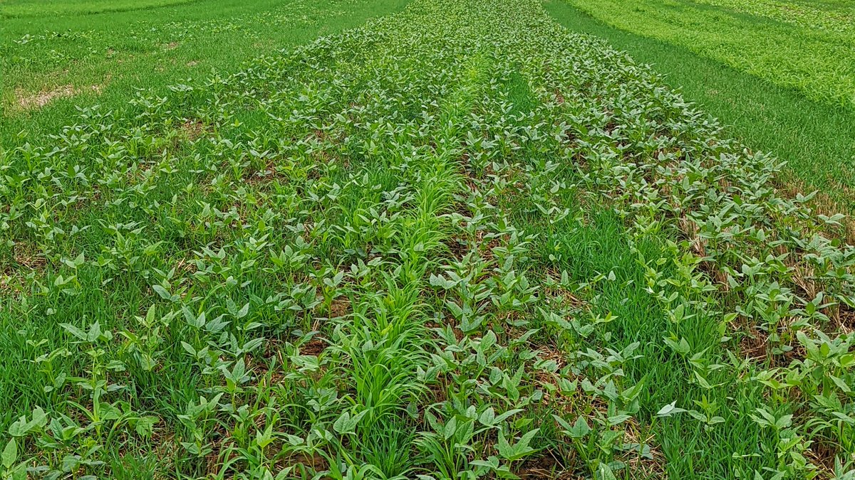 RevereSeed's tweet photo. Bringing you along for a look at a @RevereSeed cover crop plot in the Shenandoah Valley. This demo plot is about three weeks in and will be helpful as we look at mixes to improve our cover crop line-up. #RevereSeed #plotcheck https://t.co/1c7hDQ1mSL