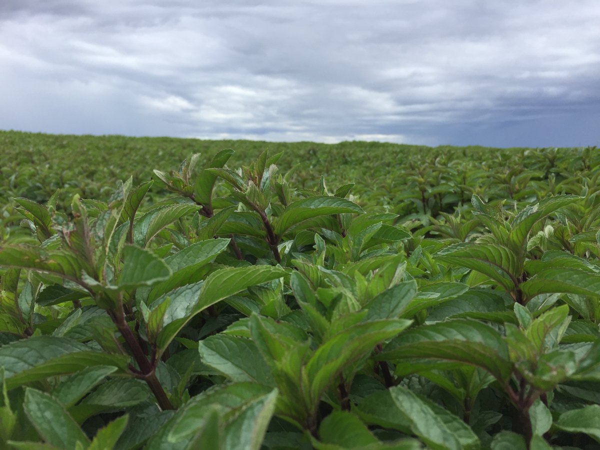 choiceorganics's tweet photo. Mint has entered the chat 💬 It's peppermint harvesting season here in the Pacific Northwest! 🍃

Fun Fact: The farm where we source our #organic peppermint employs falcons to keep the other birds away while the mint is laid out to dry. #ChoiceOrganicsTea #LiveFully https://t.co/xthN6NBicd