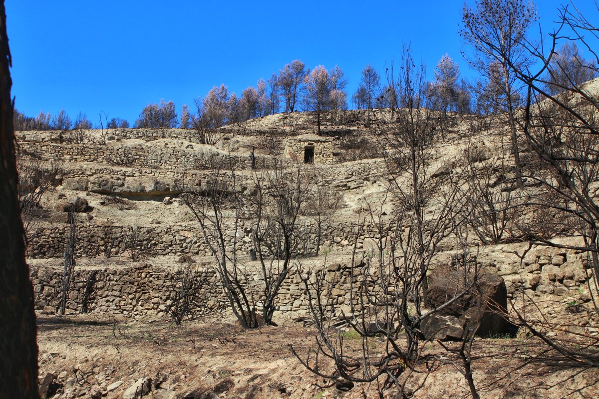 Tristor de veure els boscos morts, pell de gallina en ensumar els olors de cremat i emoció d'imaginar la vida de fa més de 100 anys ens aquestes contrades
#pedraseca #incendi