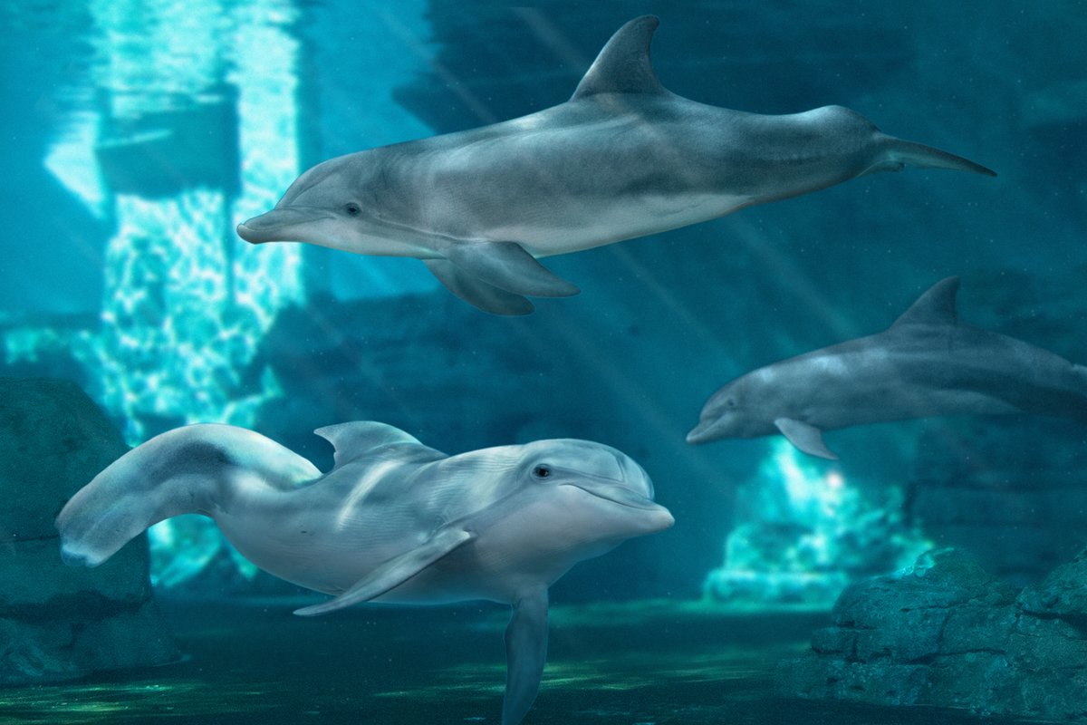 WinterDolphin's tweet image. Our three girls! 🐬❤️