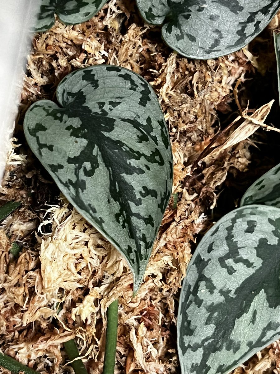 plantserotonin's tweet image. Scindapsus Silver Lady’s being propped 🌱

#planttwitter #plantsoftwitter