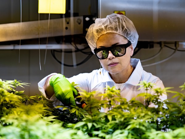 MMJ_Daily (@mmj_daily) on Twitter photo UV light signals program plants to unlock their genetic potential <a href="/BioLumic/">BioLumic</a> #MMJnews
mmjdaily.com/article/945119… UV light signals program plants to unlock their genetic potential <a href="/BioLumic/">BioLumic</a> #MMJnews
mmjdaily.com/article/945119…